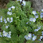 Jacob's Ladder