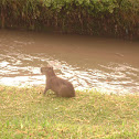Capivara