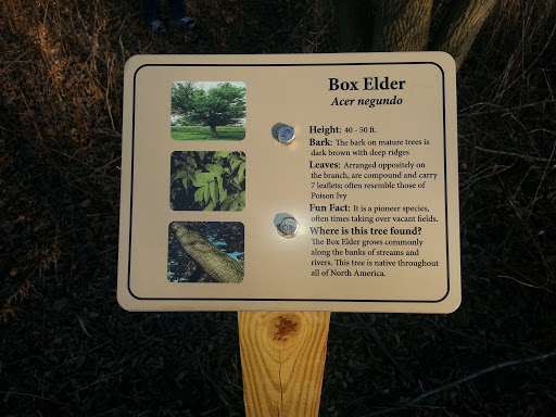 Box Elder