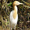 Cattle Egret