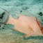 Hogfish