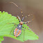 Common Assassin Bug