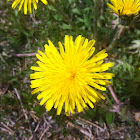 Dandelion