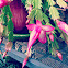 Christmas Cactus
