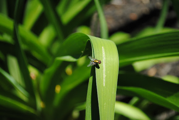 Spotting Image 1