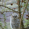Tawny Owl