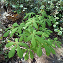 Chestnut Tree