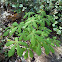 Chestnut Tree