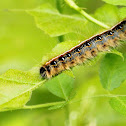 Forest tent caterpillar