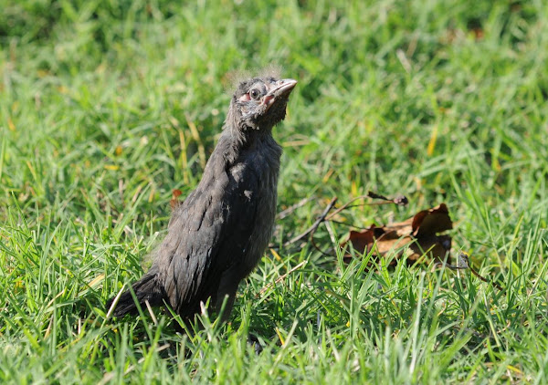 Common grackle (fledgling) | Project Noah