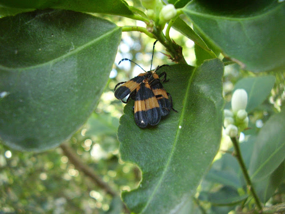 Spotting Image 1