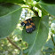 Net winged beetle