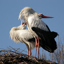 White stork
