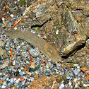 Garden Slug