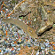 Garden Slug