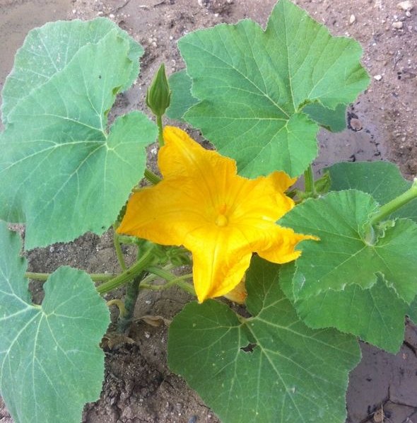 Calabaza