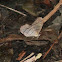 Pierella butterfly
