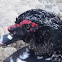 Pato criollo o moscovita. Muscovy Duck.