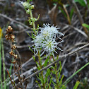 Rough Blazing Star
