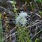 Rough Blazing Star