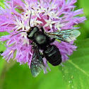 carpenter bee