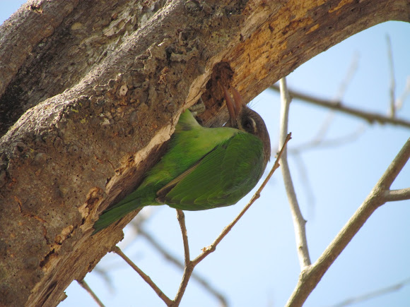 Spotting Image 1