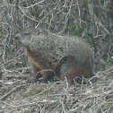 Groundhog