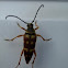 Flower Long Horned Beetle