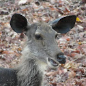 Sambar (deer)
