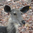 Sambar (deer)