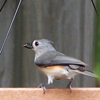 Spotting Image 1