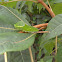 Alpine Black Swallowtail Larvae
