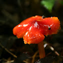 Witch's Hat