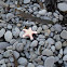Starfish