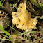 Gymnopus subnuda Mushroom