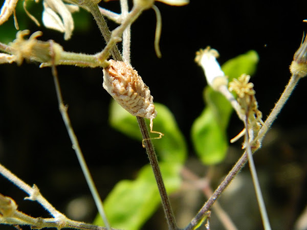 Female Empusa fasciata | Project Noah