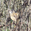 Marsh Wren