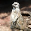 Meerkat