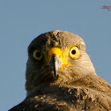 Roadside Hawk
