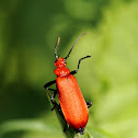 red headed cardinal beetle