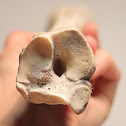 Mule Deer (metatarsal)