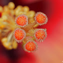 Hibiscus