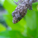 gecko