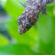 gecko