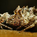 Jumping Spider