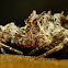 Jumping Spider