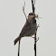 House Sparrow