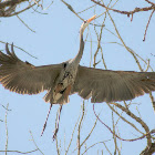 Great Blue Heron