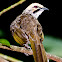 Straw headed Bulbul