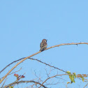 House Sparrow